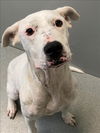 adoptable Dog in , NC named SNOW