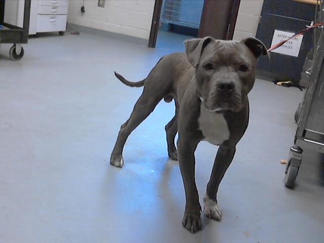 adoptable Dog in Fayetteville, NC named CONNOR