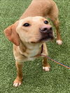 adoptable Dog in , NC named SIMON