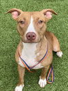 adoptable Dog in Fayetteville, NC named HONEYBUN