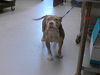 adoptable Dog in Fayetteville, NC named COACOA