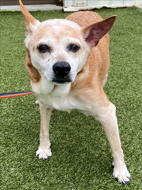 adoptable Dog in Fayetteville, NC named BAXTER