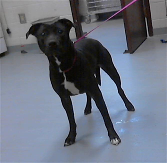 adoptable Dog in Fayetteville, NC named A414216