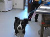 adoptable Dog in , NC named A414262