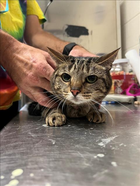 adoptable Cat in Fayetteville, NC named NEXIS