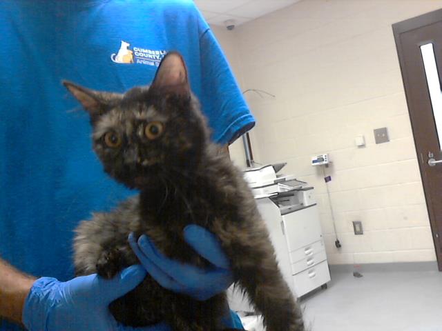 adoptable Cat in Fayetteville, NC named QUEEN B