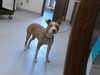 adoptable Dog in , NC named LOTTE