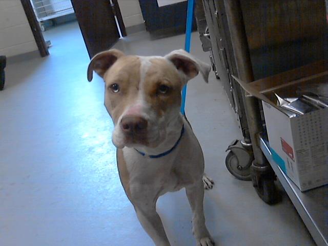 adoptable Dog in Fayetteville, NC named A414279