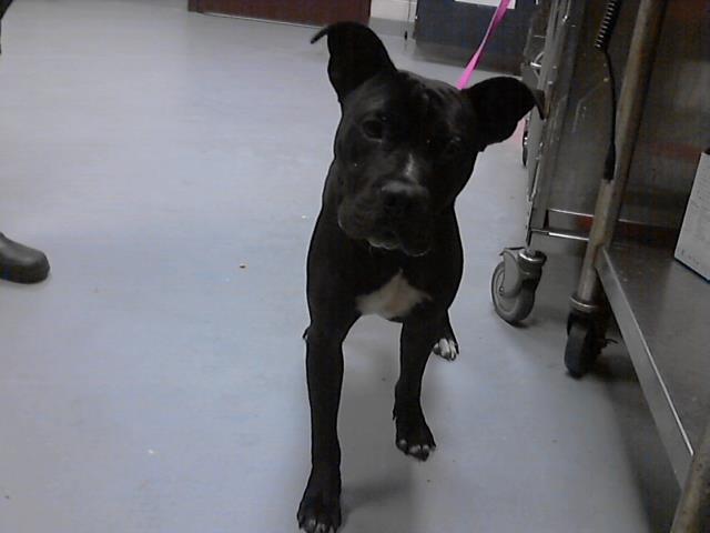 adoptable Dog in Fayetteville, NC named A414320