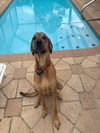 adoptable Dog in  named HONEY