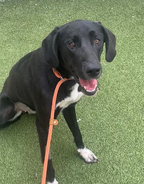 picture of the dog needing adoption