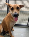 adoptable Dog in  named BRONTE