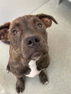 adoptable Dog in  named WESLEY