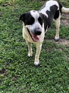 adoptable Dog in  named BUDDY