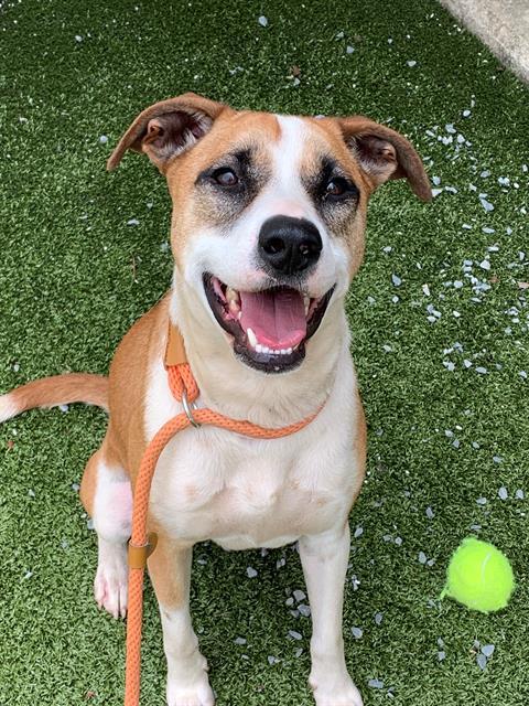 adoptable Dog in Fayetteville, NC named REX