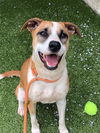 adoptable Dog in  named REX