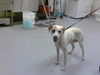 adoptable Dog in Fayetteville, NC named WILLOW