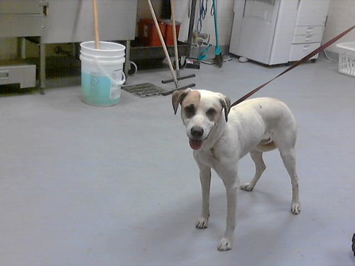 WILLOW - Pit Bull Terrier available for adoption