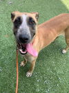 adoptable Dog in  named BERNADETTE