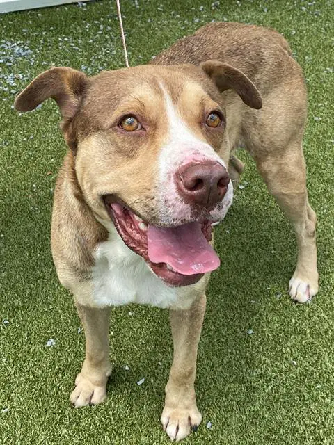 Aiden - American Bulldog