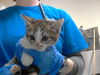 adoptable Cat in Fayetteville, NC named OLIVE