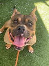 adoptable Dog in  named SHEBA