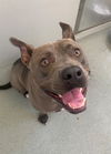 adoptable Dog in Fayetteville, NC named APOLLO