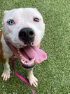 adoptable Dog in  named AURORA