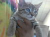 adoptable Cat in Fayetteville, NC named A421404
