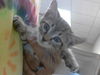 adoptable Cat in Fayetteville, NC named A421405