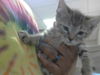 adoptable Cat in Fayetteville, NC named A421406