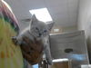 adoptable Cat in Fayetteville, NC named KAZION