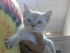 adoptable Cat in Fayetteville, NC named A421408