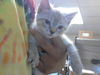 adoptable Cat in Fayetteville, NC named A421409