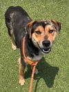 adoptable Dog in Fayetteville, NC named STEDMAN