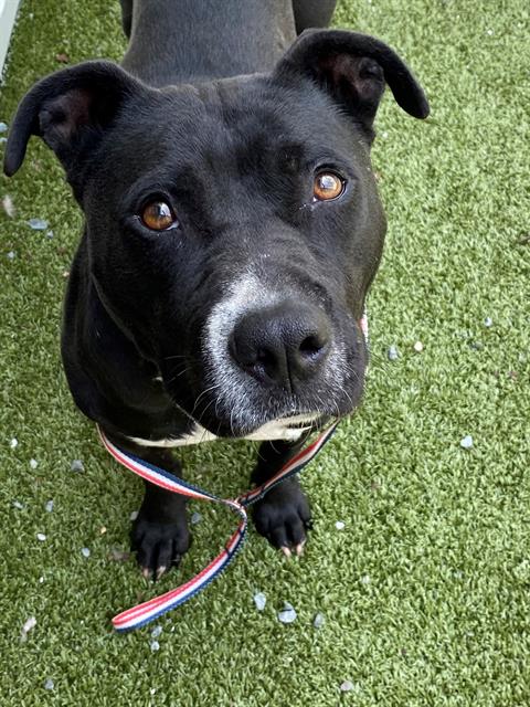 adoptable Dog in Fayetteville, NC named MARISSA