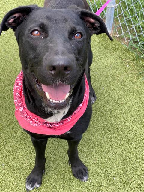 adoptable Dog in Fayetteville, NC named ROXY