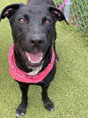 adoptable Dog in  named ROXY