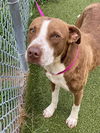 adoptable Dog in Fayetteville, NC named TATE