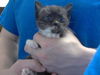 adoptable Cat in Fayetteville, NC named MITTENS