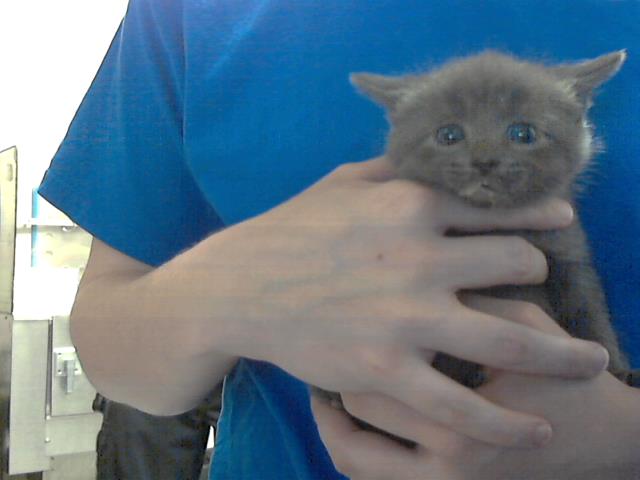 adoptable Cat in Fayetteville, NC named CUDDLER