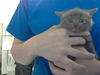 adoptable Cat in Fayetteville, NC named CUDDLER