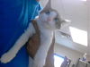 adoptable Cat in Fayetteville, NC named SNOWY