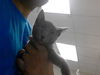 adoptable Cat in Fayetteville, NC named STORMY