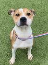 adoptable Dog in  named JASMINE