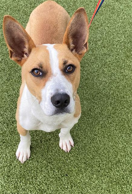 adoptable Dog in Fayetteville, NC named SKYLAR