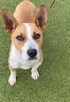 adoptable Dog in  named SKYLAR