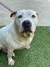 adoptable Dog in Fayetteville, NC named KING