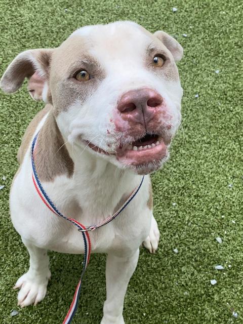 adoptable Dog in Fayetteville, NC named WYATT