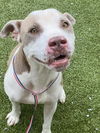adoptable Dog in Fayetteville, NC named WYATT